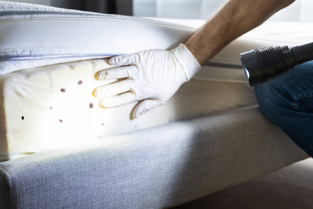 Best Flea Control Services  in Placitas, NM