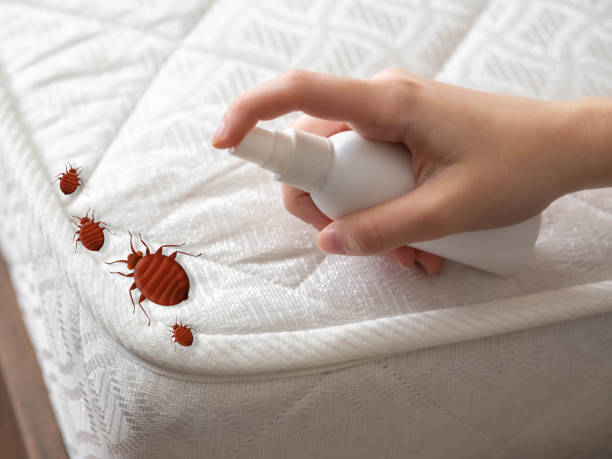 Best Mosquito Control Services  in Placitas, NM