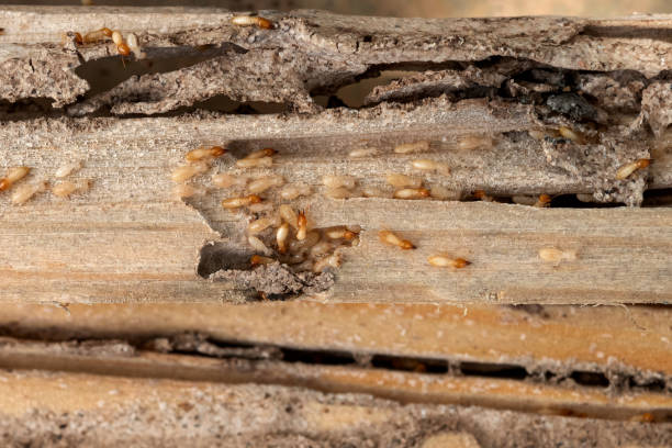 Best Residential Pest Control  in Placitas, NM