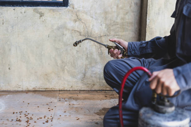Best Local Pest Control Services  in Placitas, NM